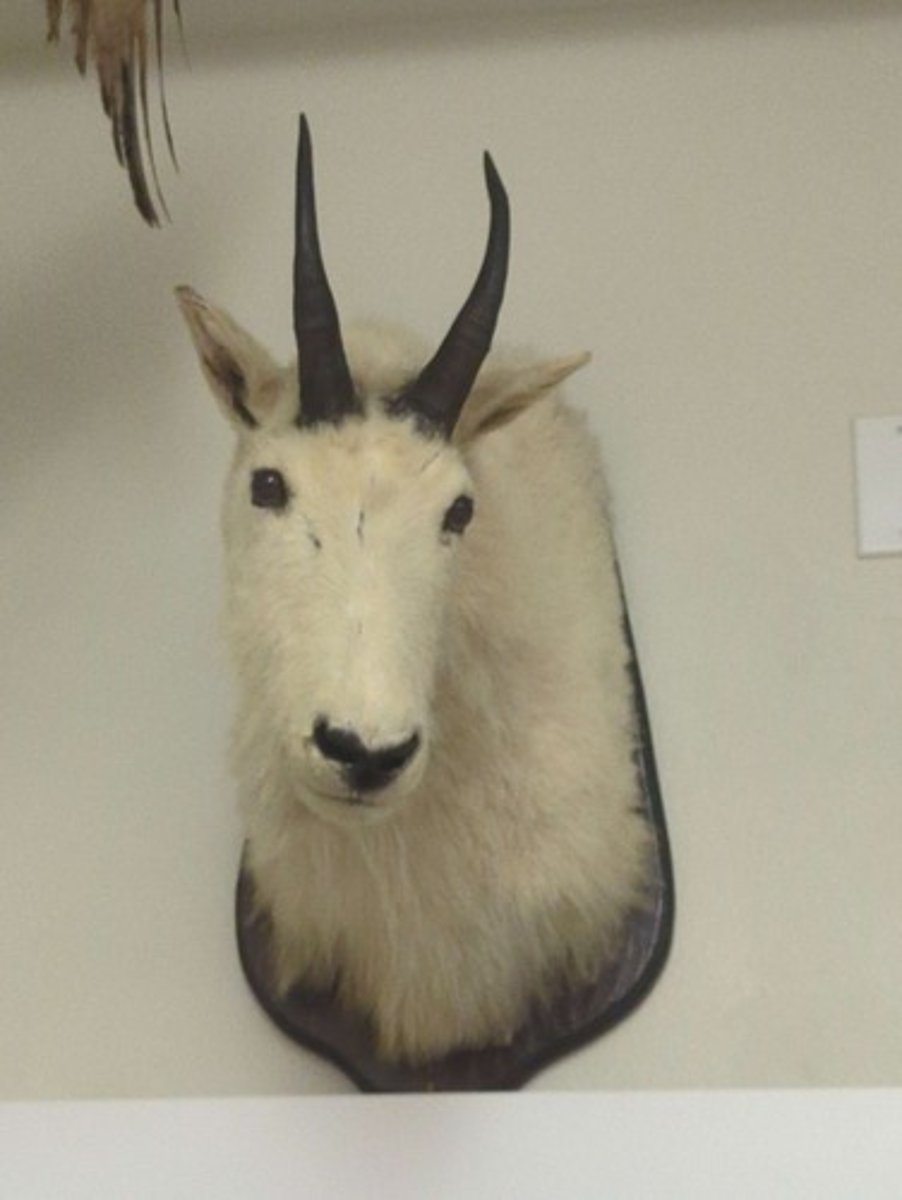 <p>What animal is this? Answer with "Wall" after animal name.</p>