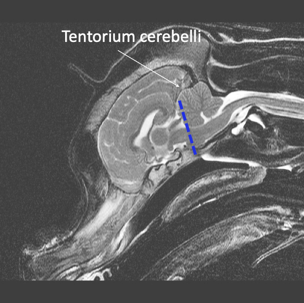 <ul><li><p>Caudal border</p><ul><li><p>The rostral aspect of the cerebellum and a line connecting the touching point of the cerebellum with the brainstem to the rostral border of the pons</p></li></ul></li><li><p>Forebrain</p><ul><li><p>Cortex</p></li><li><p>Thalamus</p></li><li><p>Hypothalamus</p></li><li><p>Mid brain (part of)</p></li></ul></li><li><p>Cranial nerves</p><ul><li><p>I and II (optic chiasm)</p></li></ul></li><li><p>Ventricles</p><ul><li><p>Lateral ventricles</p></li><li><p>Third ventricle</p></li></ul></li></ul><p></p>