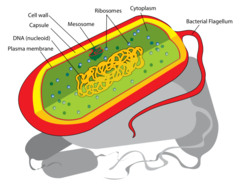 <ul><li><p>cells without a nucleus or other membrane-bound organelles</p></li><li><p>-pro(before) + -karyon(nucleus)</p></li><li><p>consists of bacteria and archaea</p></li></ul>