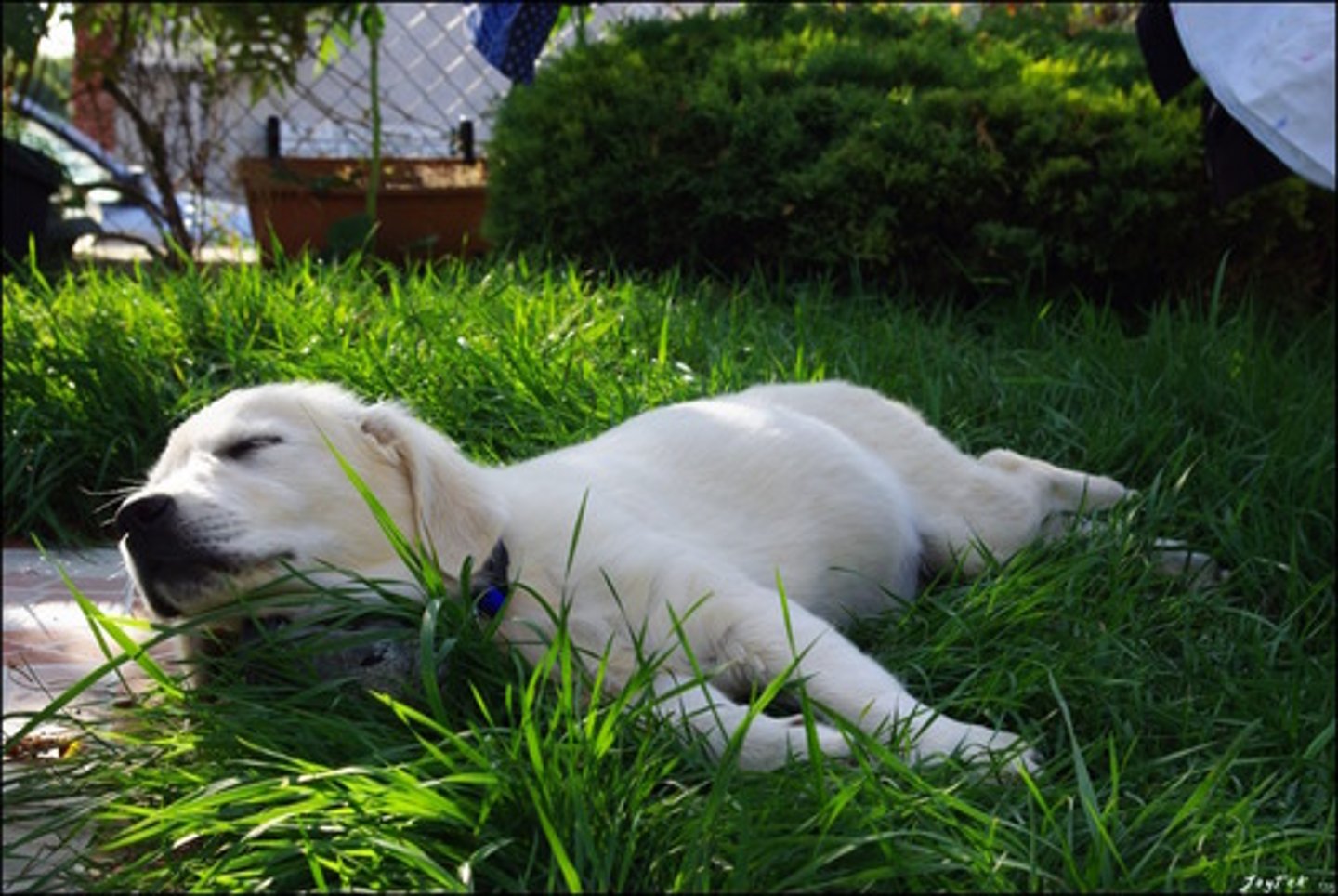 <p>a condition where a muscle, after being exercised strenuously for an extended period, experiences a decreased ability to contract</p>