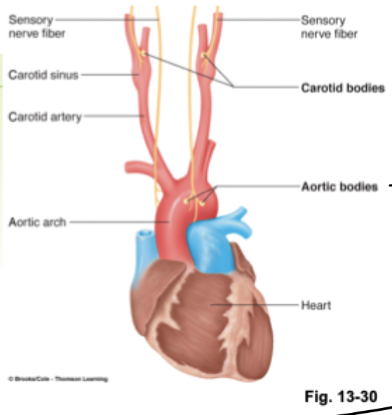 <p>Carotid sinus</p>