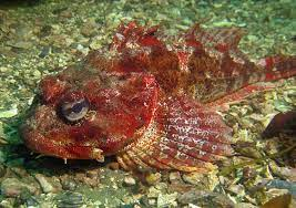 * mimics reef color patterns
* 20 in.
* deposits masses of tough, pink eggs in intertidal zones