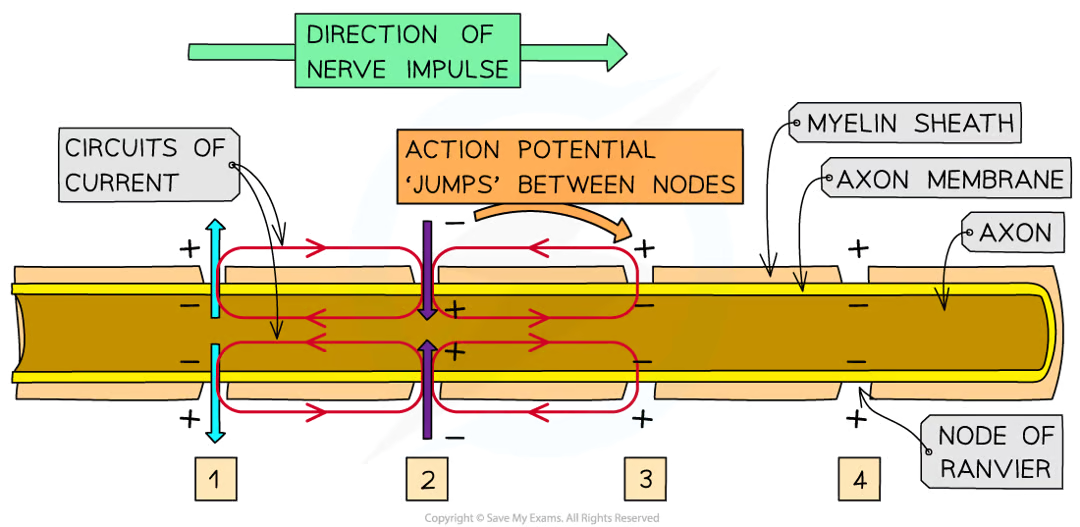 <ul><li><p>axon that are surrounded by myelin sheath, depolarisation (and action potentials that this would lead to) cant occur as myelin sheath stops diffusion of na+ and k+</p></li><li><p>action potentials only occur at nodes of ranvier (small uninsulated sections of axon)</p></li><li><p>local circuits of current that trigger depolarisation in next sections of axon memb exist between nodes of ranvier</p></li><li><p>action pots jump from one node to next</p></li><li><p>saltatory conduction</p></li><li><p>impulses travel much faster (50x) than unmyelinated axon of same diametr</p></li></ul><p></p>