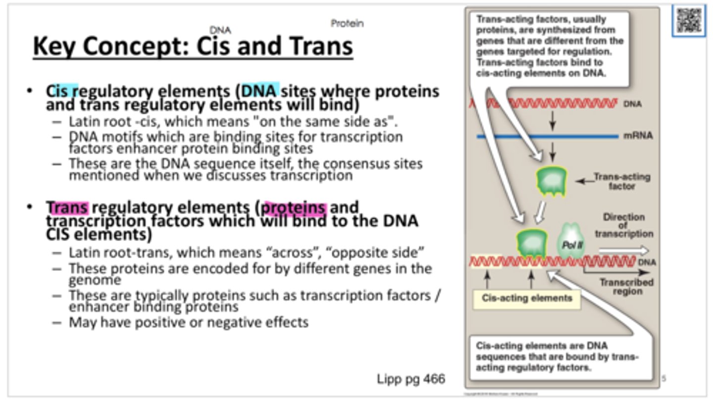 <p>distant, diffusible, proteins (activators and repressors) that interact with the cis elements</p>