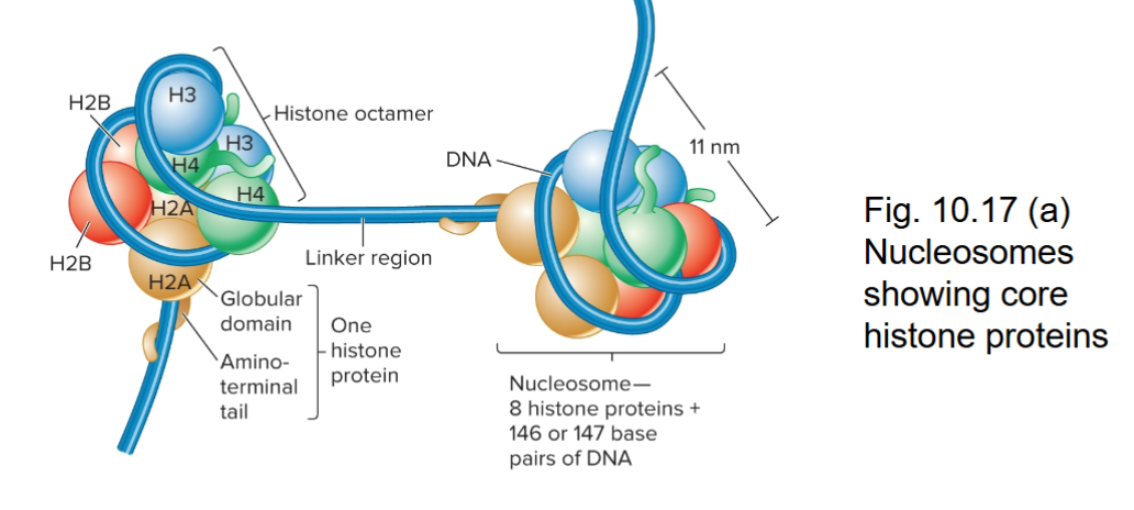 <p>Histone Octamer </p>