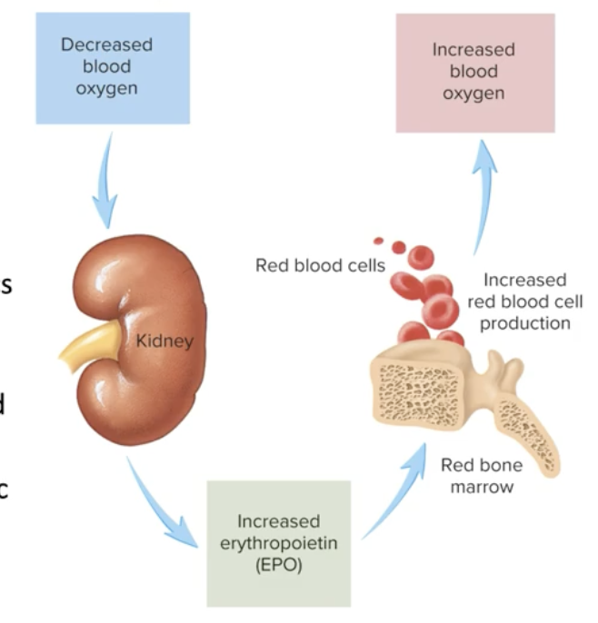 <p>Receptors sense low O2 in the cells→ <mark data-color="#3c95cf" style="background-color: #3c95cf; color: inherit">HIF1 is released</mark>→ The kidneys receive that HIF1→ Kidneys release erythropoietin (EPO) → EPO goes to the bone marrow of certain bones→ in the bone marrow, EPO interacts with the stem cells of the bone marrow to produce more RBC→ RBC production Increases</p>