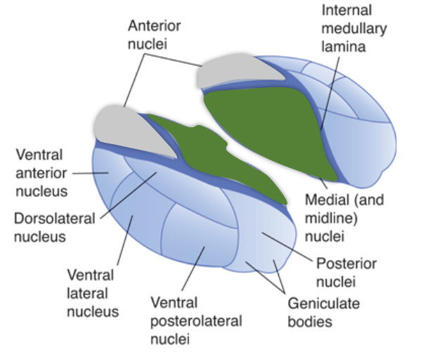 <p>medial, anterior, lateral</p><p>divided by internal medullary lamina</p>