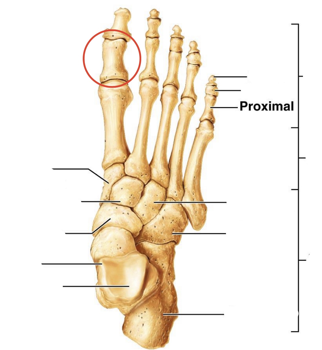 <p>Proximal <span>Phalanges</span></p>