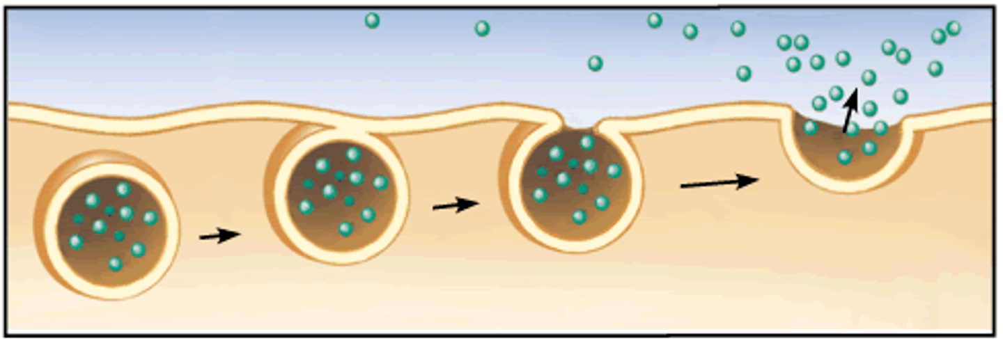 <p>intracellular vesicles around a molecule fuse with the membrane to release contents into the extracellular space</p><p>ligands are sent to lysosomes or golgi for processing</p><p>then expelled from cell</p>