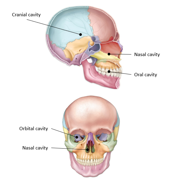 <p>-contains teeth, tongue, a passage for both food and air, and most of the salivary glands</p><p>-formed by mandible and maxilla</p>