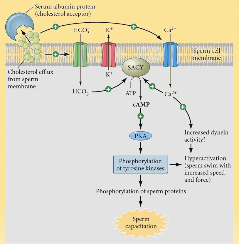 <p>What is sperm capacitation and why is it important? (how does it work?)</p>