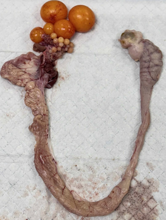 <p>Identify the specie where this organ came from and determine the organ system</p>