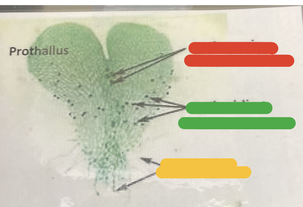 where is the antheridia?