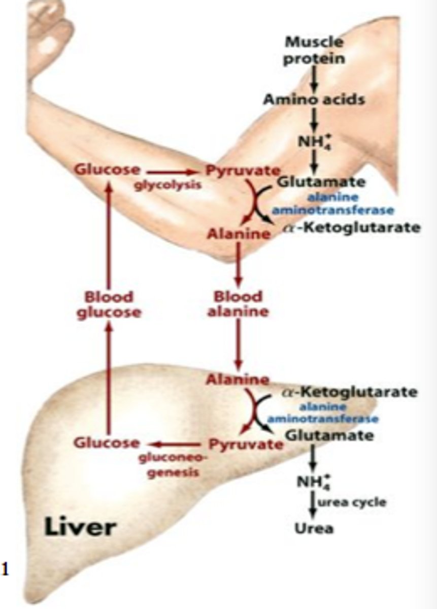 <p>- entry point</p><p>- (M) pyruvate to alanine through alanine aminotransferase</p><p>- (L) alanine to pyruvate to glucose</p>