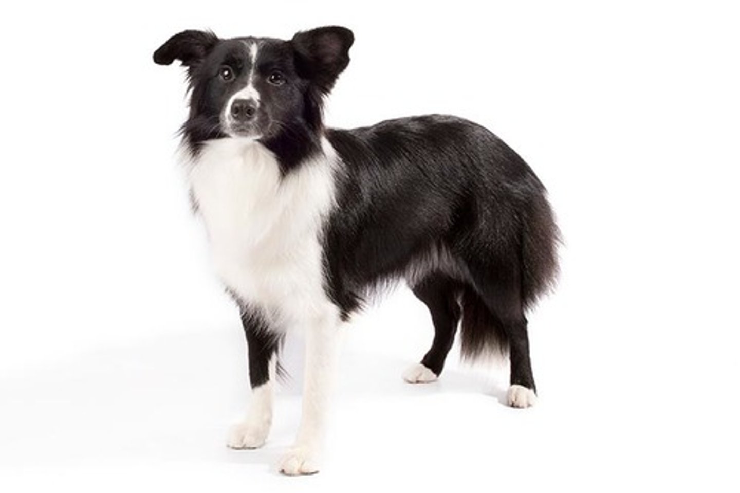 <p>Affectionate, Smart, Energetic</p><p>AKC Breed Popularity: Ranks 38 of 194</p><p>Height: 19-22 inches (male), 18-21 inches (female)</p><p>Weight: 30-55 pounds</p><p>Life Expectancy: 12-15 years</p><p>Group: Herding Group</p>