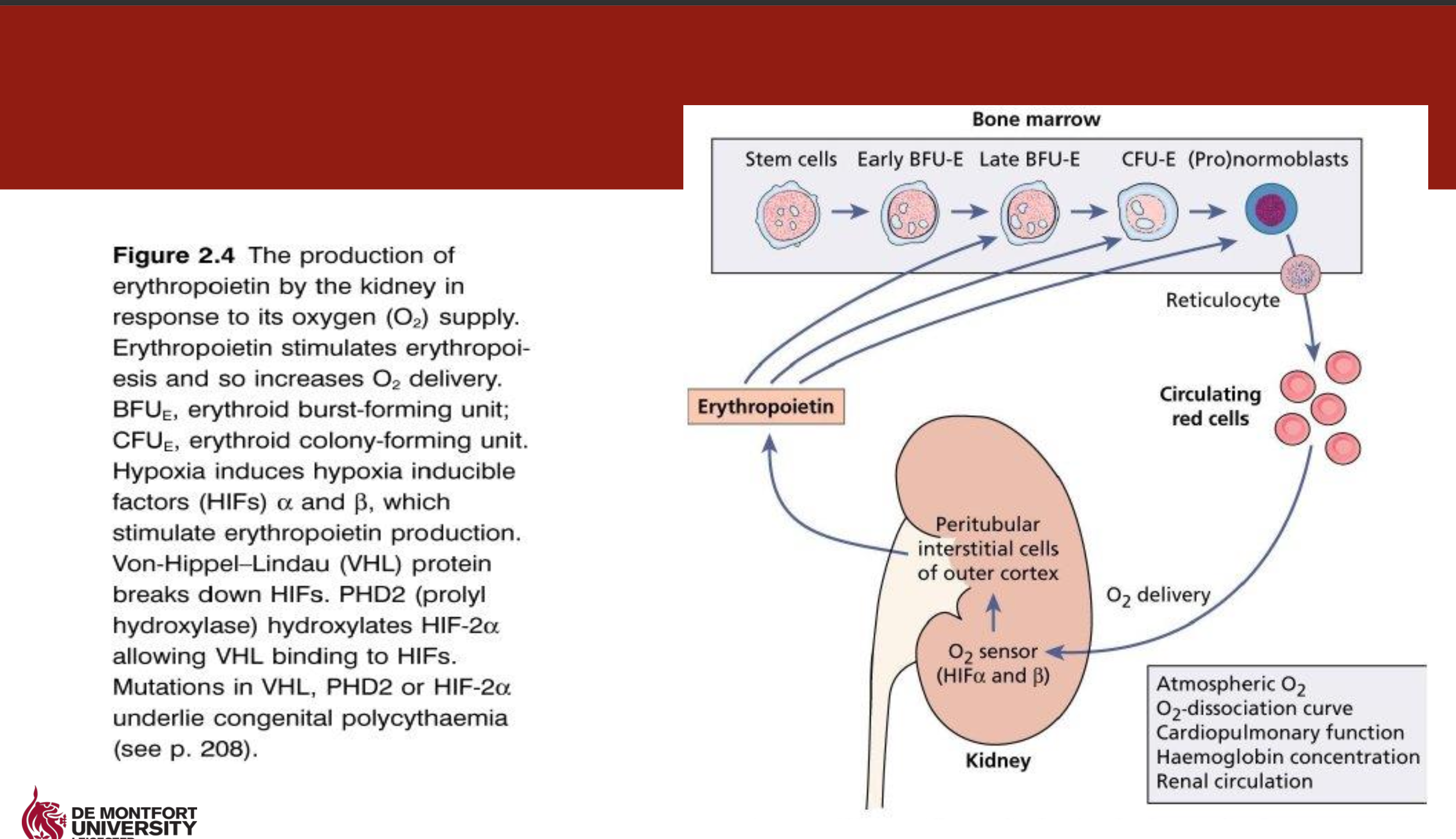 <ul><li><p>Acts on pronormoblast, early normoblast, <span>polychromatic normoblasts, reticulocytes, &amp; erythrocytes</span></p></li><li><p class="p1"><span>Production 90:10 kidneys:liver</span></p></li><li><p class="p1">Heavily glycosylated 34kDa protein</p></li><li><p class="p1"><span>EPO production is stimulated by <strong>tissue hypoxia</strong> via hypoxia-inducible factors (<strong>HIF-α and β</strong>)</span></p></li><li><p class="p1"><span><strong>Haemorrhage or anaemia results in increased levels of EPO</strong></span></p></li><li><p class="p1">Produced EPO binds to immature erythroid cells <span>leading to increased replication and maturation of RBCs.</span></p></li><li><p><strong>Clinical relevance</strong></p><ul><li><p class="p1">EPO usually low in individuals with renal disease</p></li><li><p class="p1">Low EPO lead to anaemia</p></li></ul></li></ul><p></p>