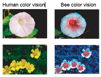<ul><li><p>Color is not synonymous w electromagnetic wavelength</p></li></ul><ul><li><p>Electromagnetic wavelengths are physically quantifiable&nbsp;</p></li><li><p>Colors are subjective, immaterial, perceptual constructs of our minds</p></li><li><p>There is no such thing as color in the world (bc every species/individuals perceive colors differently)</p></li></ul><p></p>