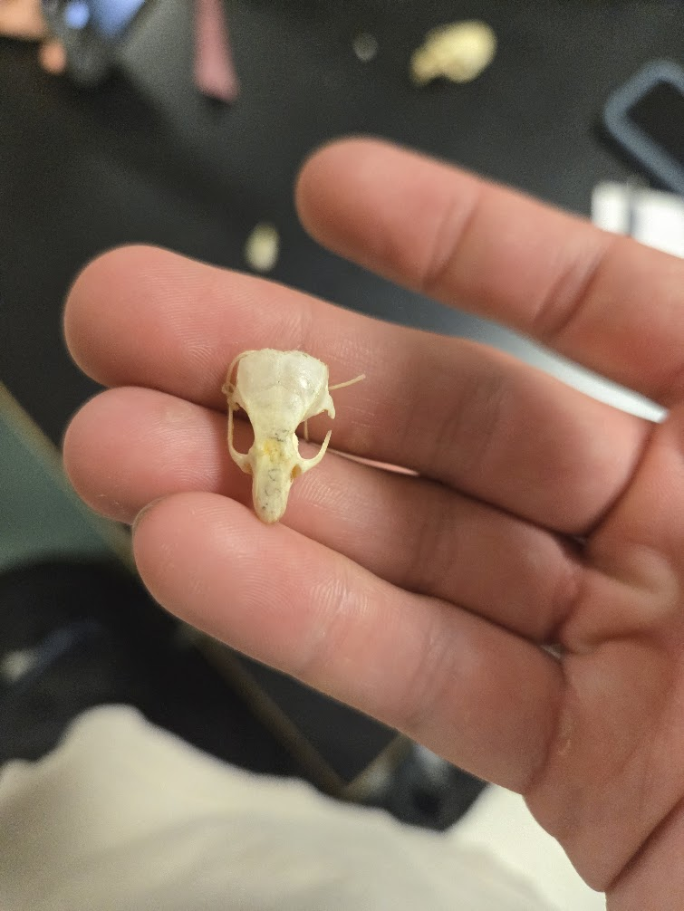 <p><span><span><br></span><span> Dental Formula</span></span><br><span><span>1 0 0 3 =16 teeth</span></span><br><span><span>1 0 0 3</span></span><br><span><span>▣ Smaller than deer mouse</span></span><br><span><span>▣ Notched incisor</span></span><br><span><span>▣ Hard palate extends</span></span><br><span><span>beyond molars</span></span></p>