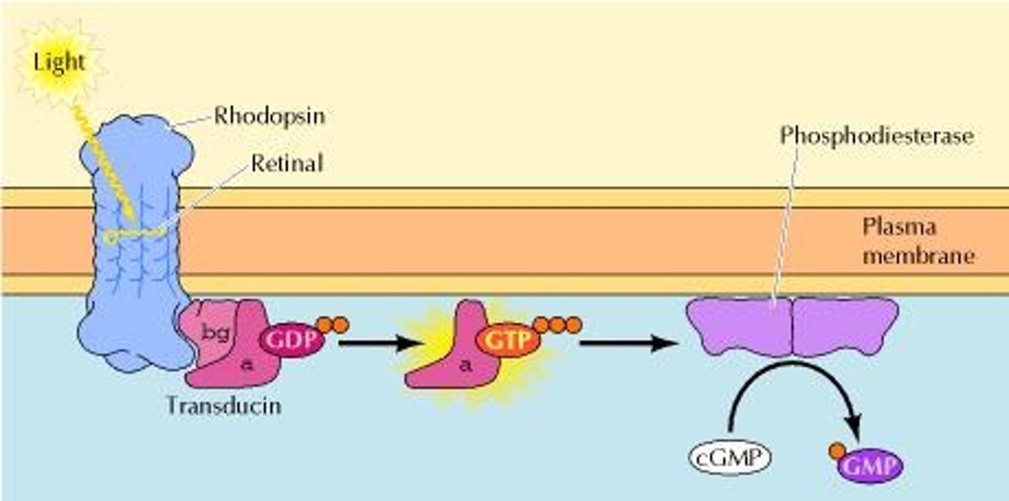<p>Light-sensitive receptor in rod cells.</p>