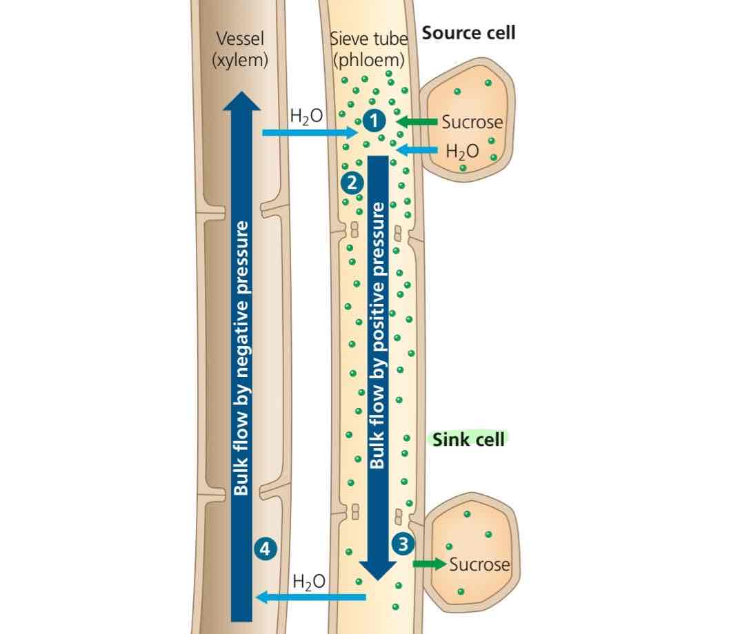 <p>Organ consuming (primarily stem and leaves) or depositing sugar (root).</p>