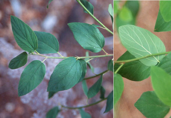 <p>Deciduous: leaves 1-3 inches, alternative, oval, lighter on underside. Not waxy like other ceanothus</p>