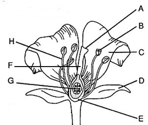 <p>Flower part Anther</p>