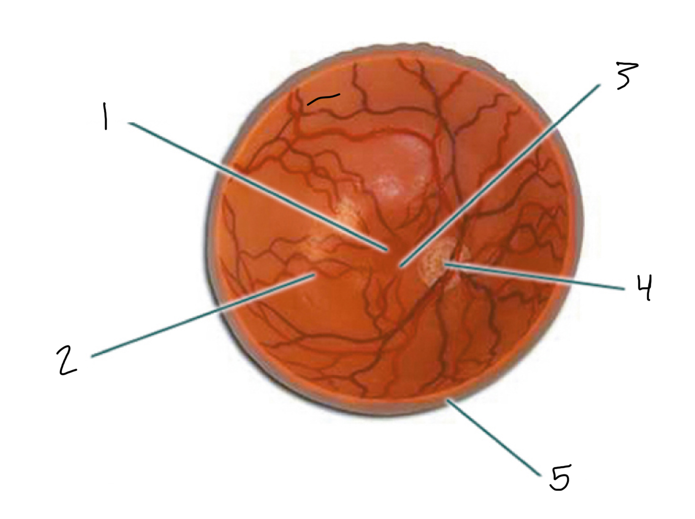<p>3</p>