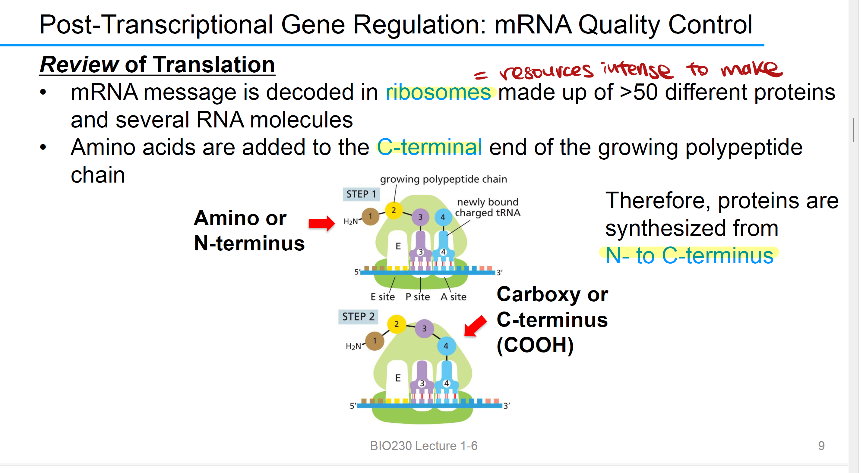 <p>Proteins are synthesized from the <strong>N-terminus (amino end)</strong> to the <strong>C-terminus (carboxyl end)</strong> because <strong>new amino acids are always added to the C-terminal end</strong> of the growing polypeptide chain.</p>