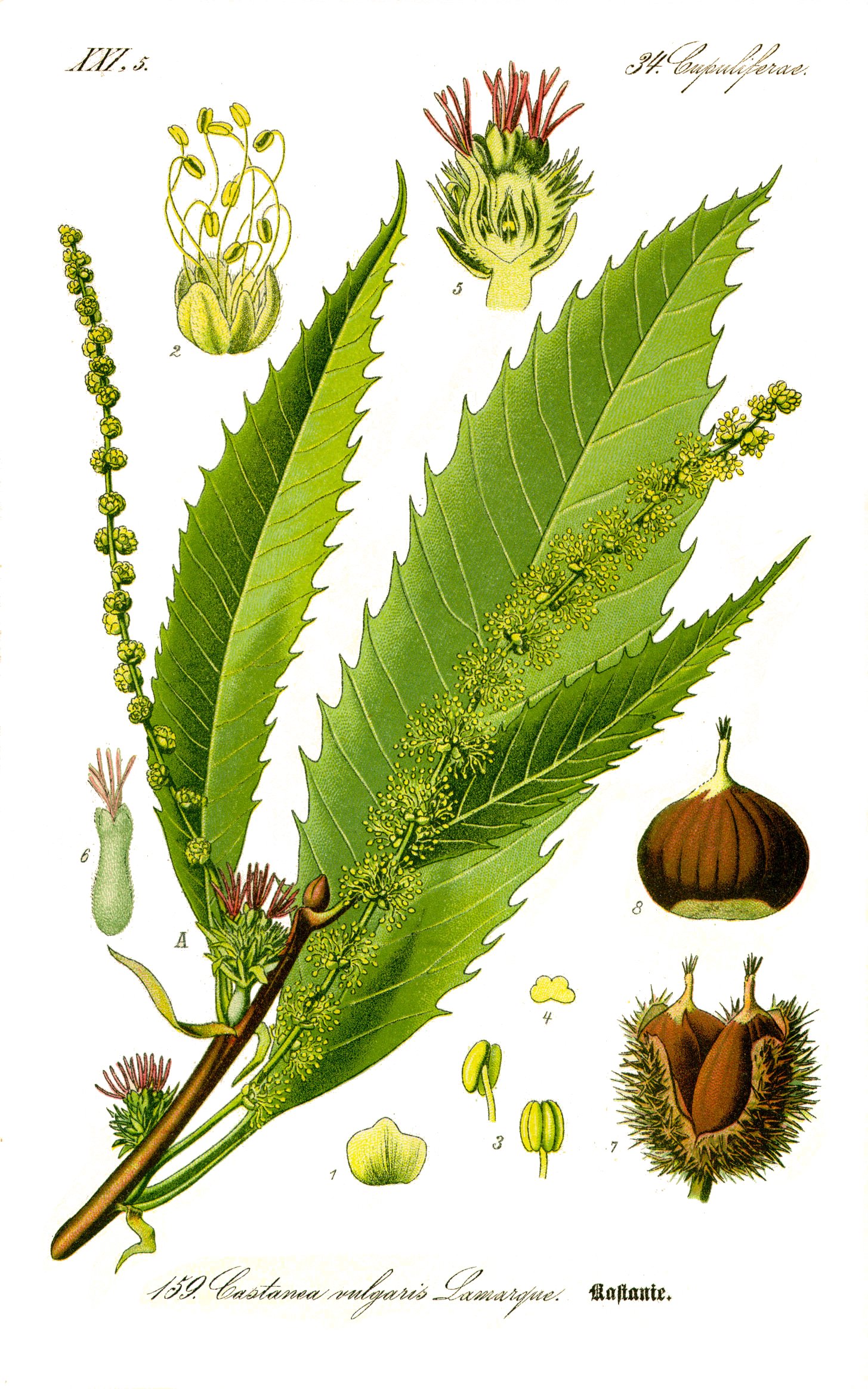 <p>Castanea sativa</p>