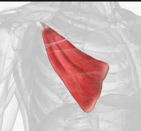<p>Smaller deep chest muscle that pulls the shoulder area forward.</p>