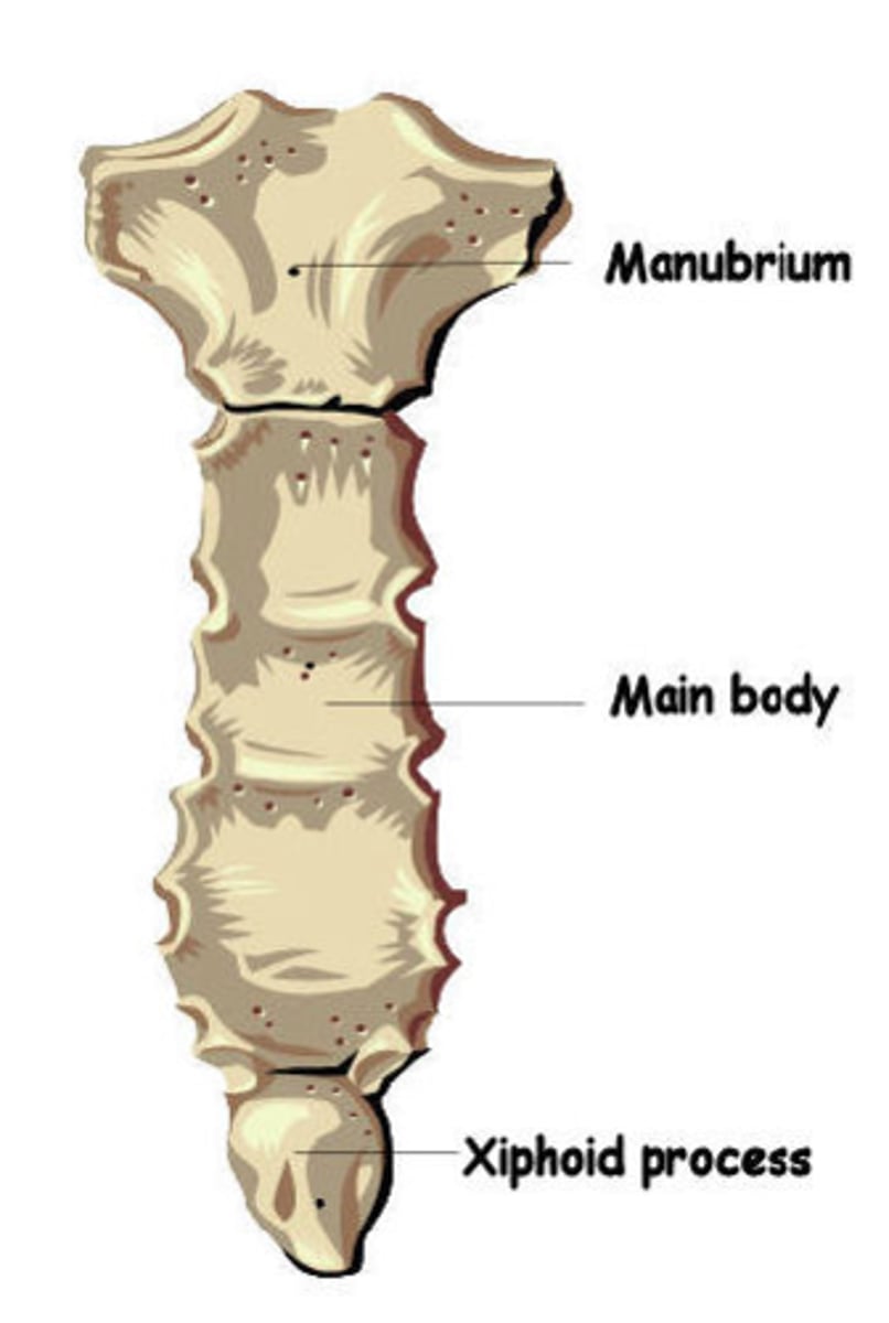 <p>manubrium, body, xiphoid process</p>