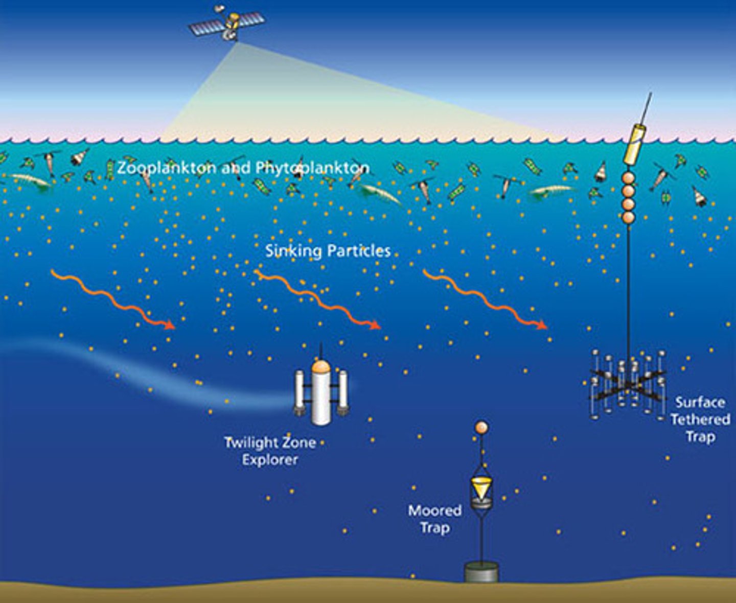 <p>The branch of oceanography that studies the chemical composition and properties of seawater, including salinity</p>
