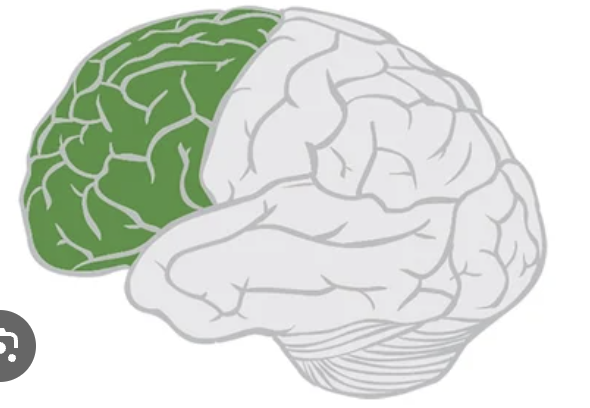 <p>Located just behind the forehead, at the front of the brain</p>