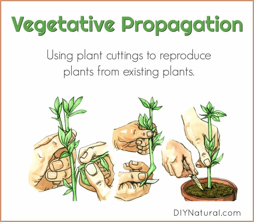 Vegetative Planting 