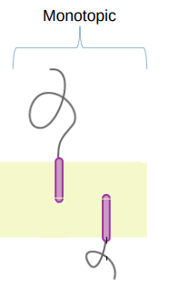 associated with membrane on one side (e.g. one leaflet), does not span entire bilayer