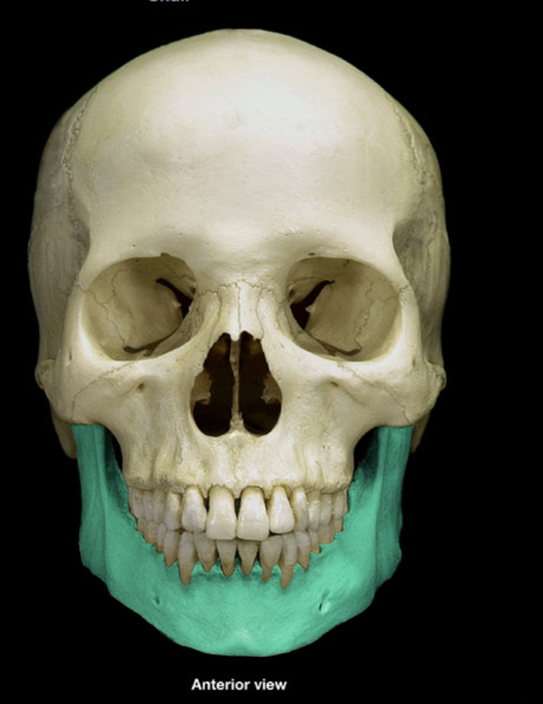 <p>What is this facial bone?</p>