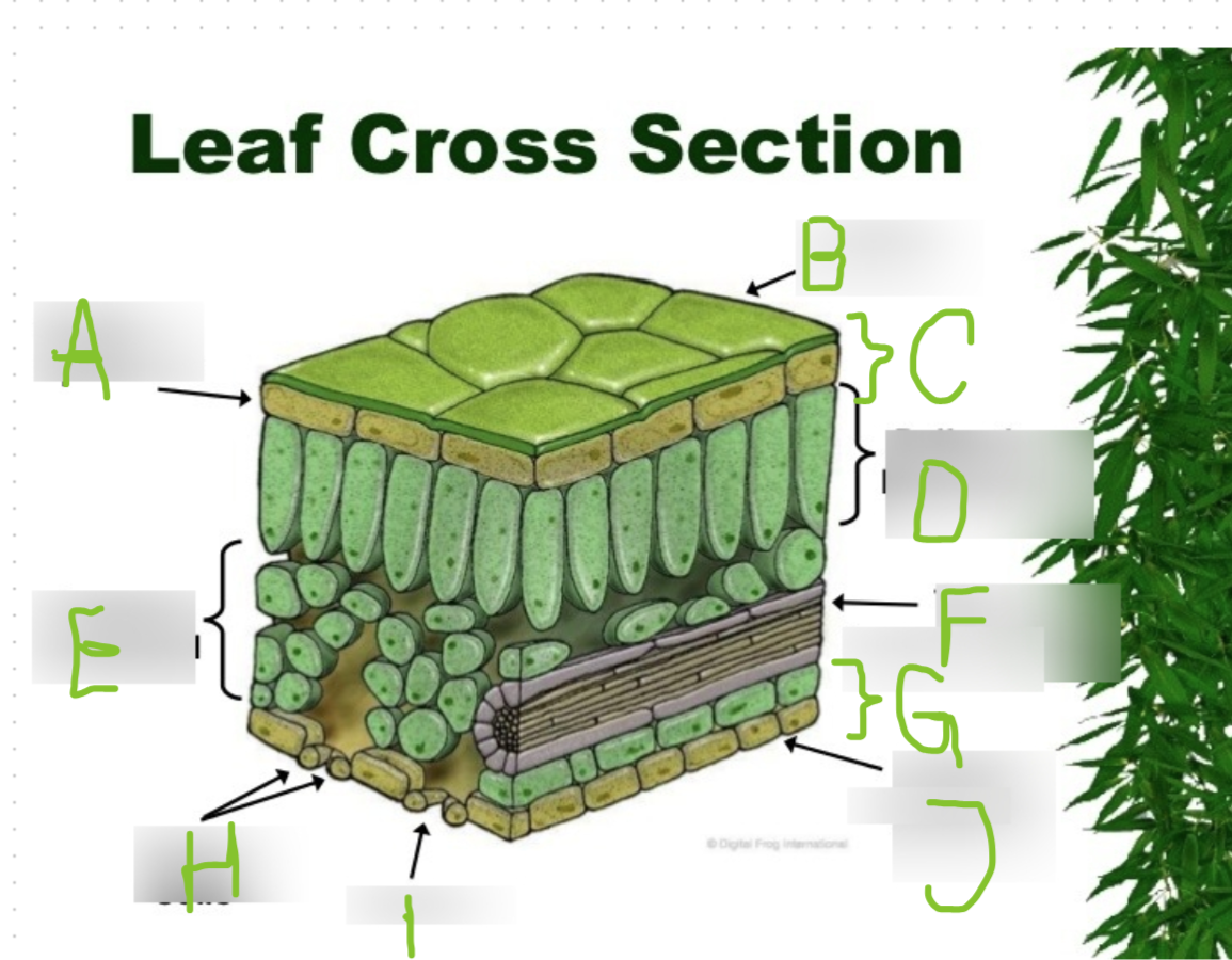 <p>label the diagram</p>