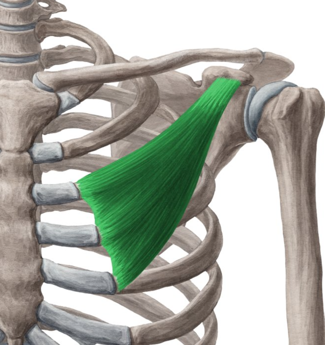 <p>Pectoralis minor nerve supply</p>