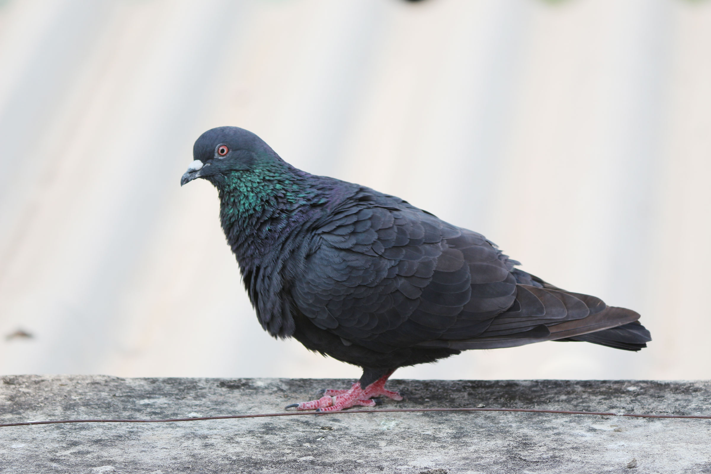 <p>Rock Dove</p><p>Alternate morph pictured here</p>