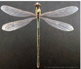 <p>Name the suborder</p>