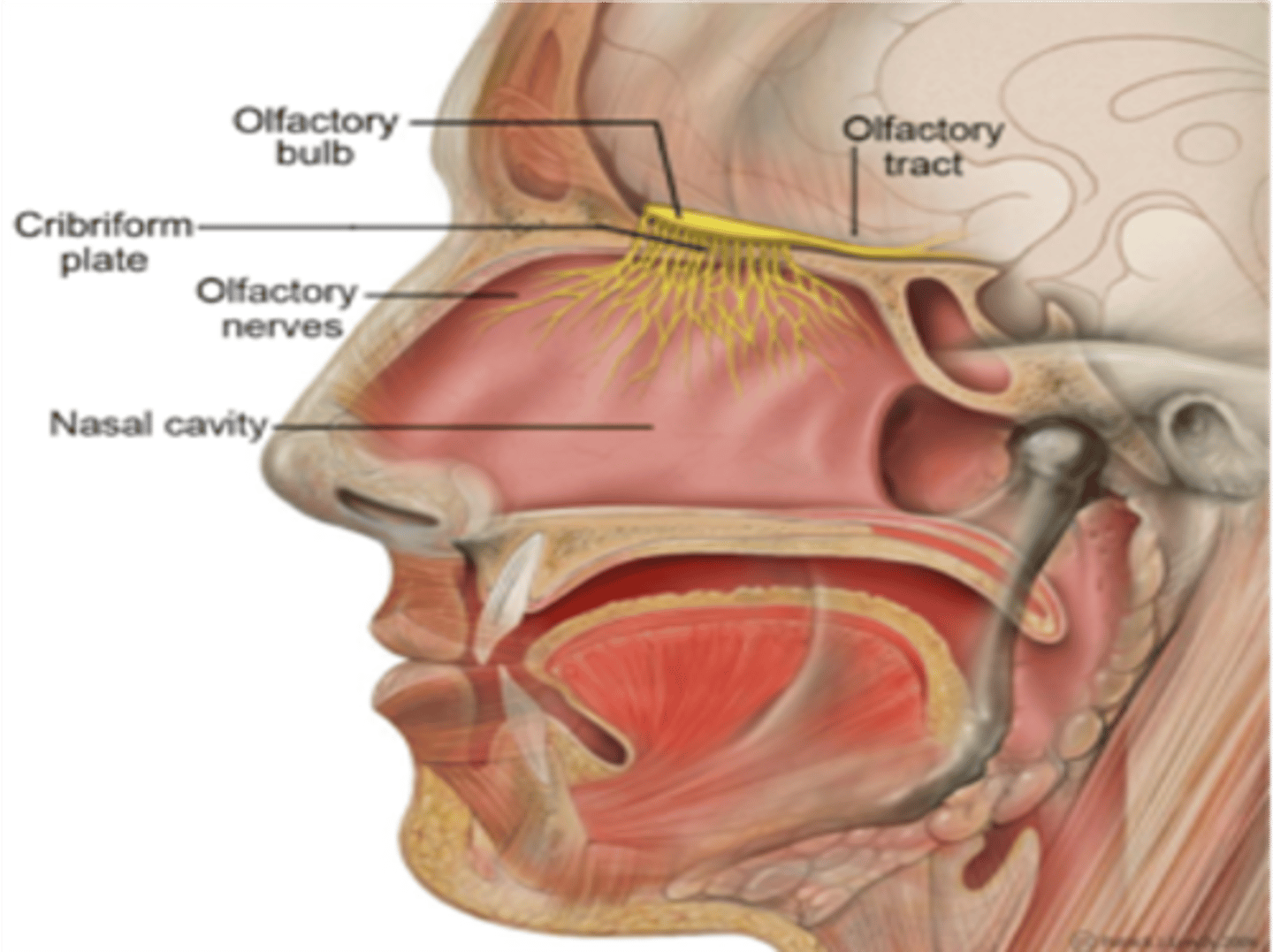 <p>Anosmia</p>