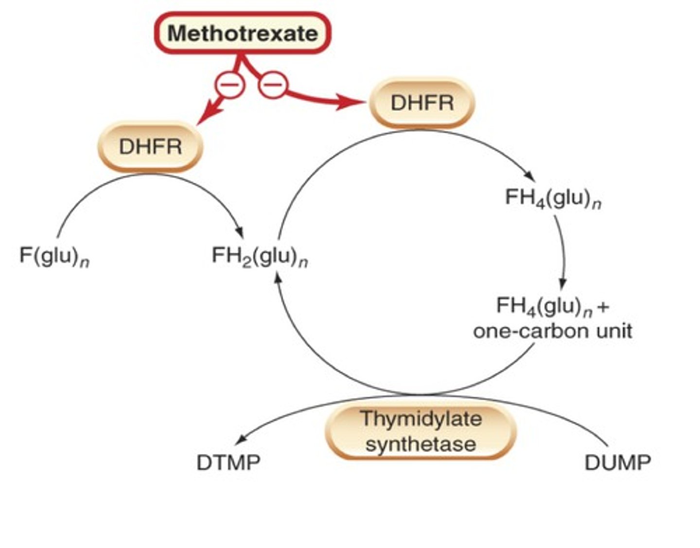 <p>synthetic DMARD</p><p>use: ALL levels of disease</p><p>MOA: anti-inflammatory and immunosuppresive DHF reductase inhibitor</p><p>- inhibits purine biosynthesis and proliferation of inflammatory cytokines</p><p>time to benefit: 1-3 months</p><p>CI: pregnancy, chronic liver disease, CrCl &lt;30</p><p>toxicities: stomatitis, GI, myelosuppression, pulmonary fibrosis, hepatic fibrosis</p><p>monitoring: CBC, SCr, liver enzymes monthly; then CBC monthly + SCr/ liver panel Q2-3 months once dose is stable for 1 year</p><p>dose: 7.5-10 mg PO/ SQ QW -&gt; 25 mg max</p><p>notes: often 1st line, superior efficacy; must co-admin with folic acid 1 mg QD</p>