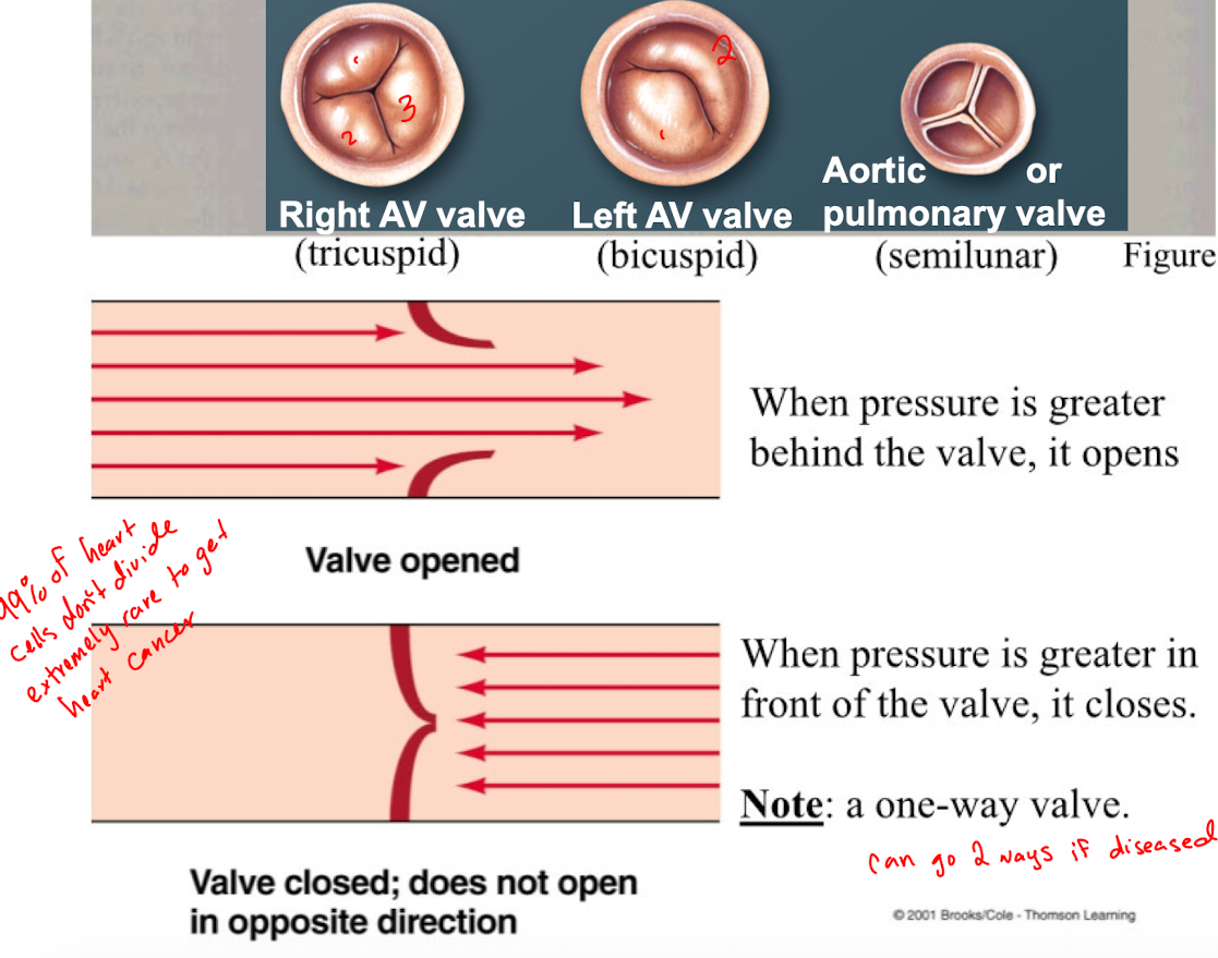 <p>ensure a one-way flow of blood</p><ul><li><p>when pressure is greater behind the valve, it opens</p></li><li><p>When pressure is greater in front of the valve, it closes</p></li></ul><p></p>