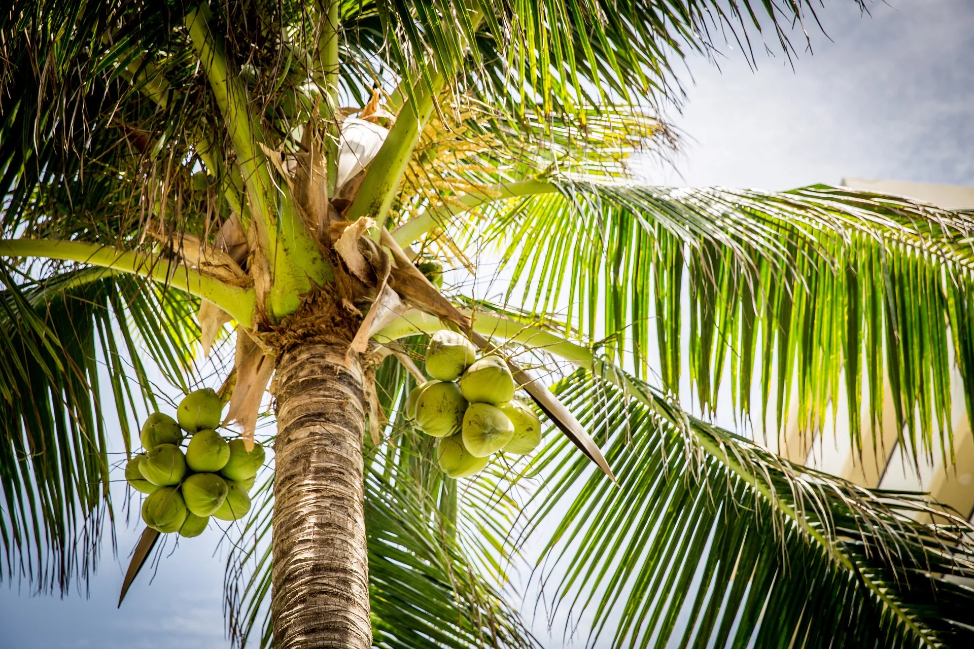 <p>palm tree w/ coconuts…</p>