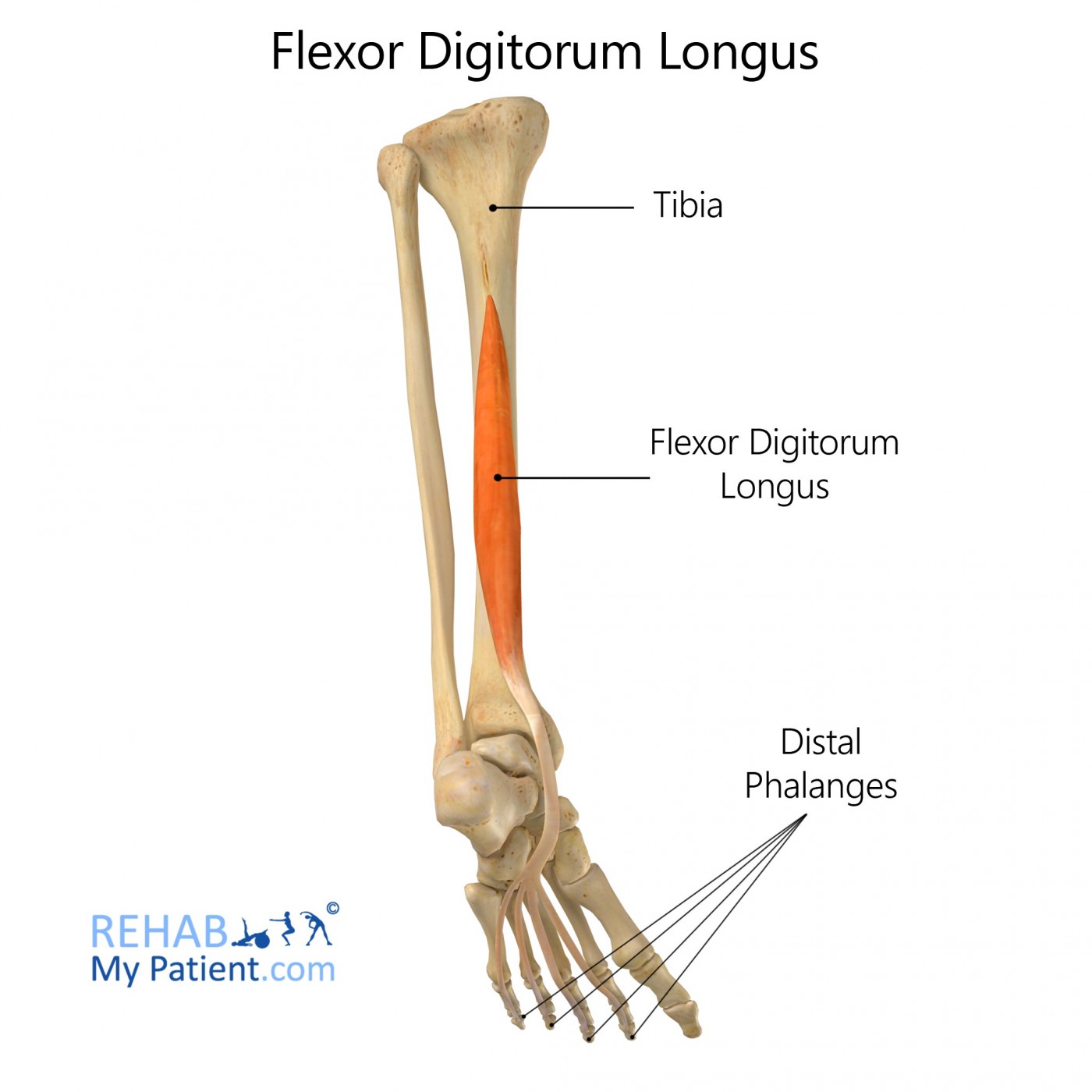 <p>Flexor digitorum longus nerve</p>