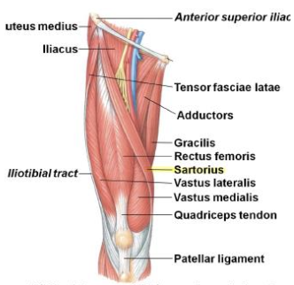 <p>Sartorius - Flexor</p><p>Origin</p>