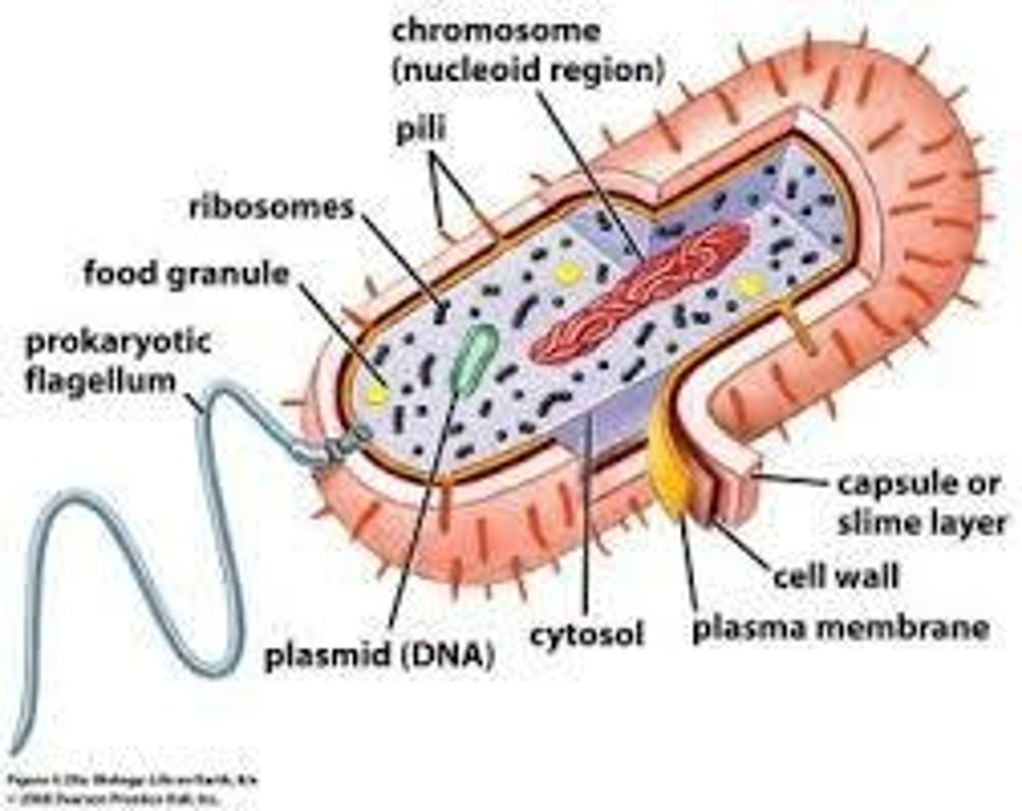 <p>One of the four characteristics of all cells.</p>