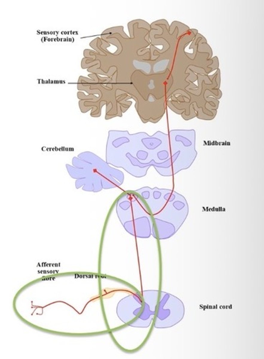 <p>Proprioceptors > contralateral forebrain or ipsilateral cerebellum</p>