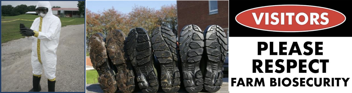 <ul><li><p>limiting number of people with access to farm</p></li><li><p>wear only farm specific clothes &amp; boots (protects both the human &amp; the animal)</p></li><li><p>pig&nbsp;“free” time</p><ul><li><p>pig farms often&nbsp;requiring a minimum 24-hour "pig freedom" period away from other pigs before you can visit a new farm</p></li></ul></li></ul><p></p>