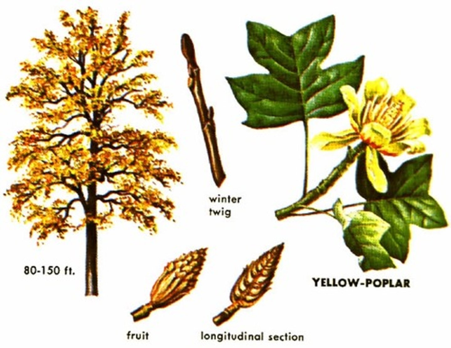 <p>or tulip tree is the tallest hardwood tree in North America with one of the most perfect and straight trunks in the forest. It has a very unique leaf with four lobes separated by rounded notches. The showy flower is tulip-like (or lily-like) which supports the alternate name of tulip poplar.</p>